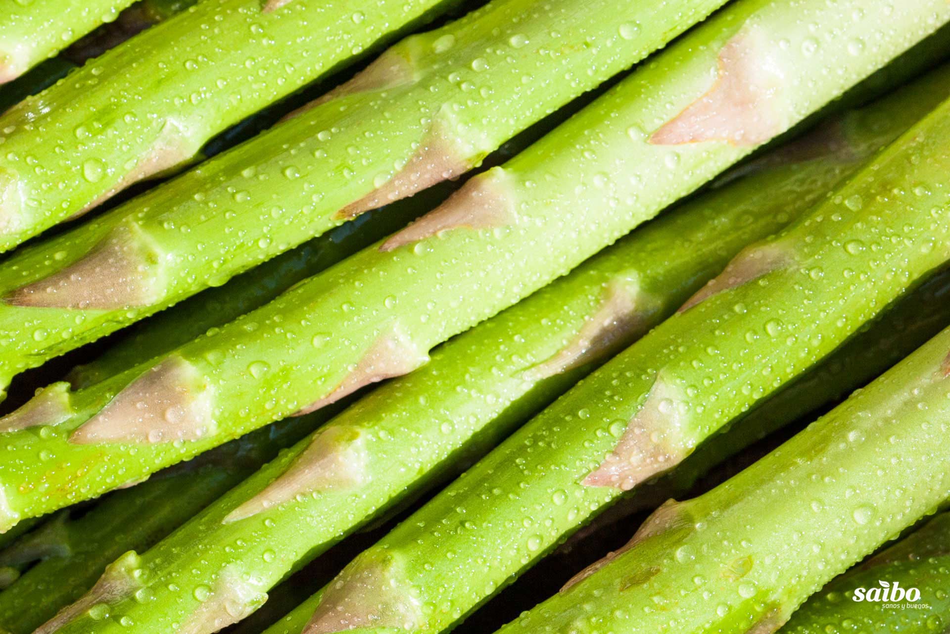 Fotografía de fondo 06. Descargas de Saibo